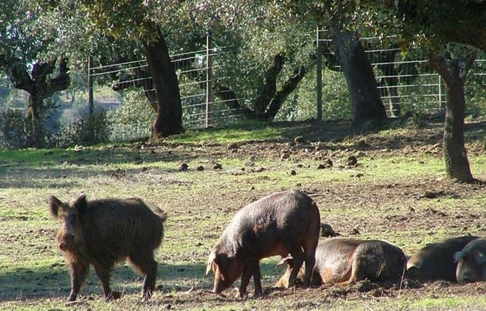 Ir para  <p>De autoria do deputado federal Valdir Colatto (PMDB-SC), integrante da bancada ruralista, o Projeto de Lei 6228/16 est&aacute; causando debates entre simpatizantes da causa ambiental e prote&ccedil;&atilde;o animal. Elaborado...